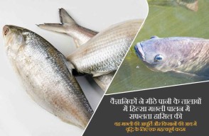 Successful Hilsa Fish Cultivation in Freshwater Ponds Spurs Economic Growth for Farmers